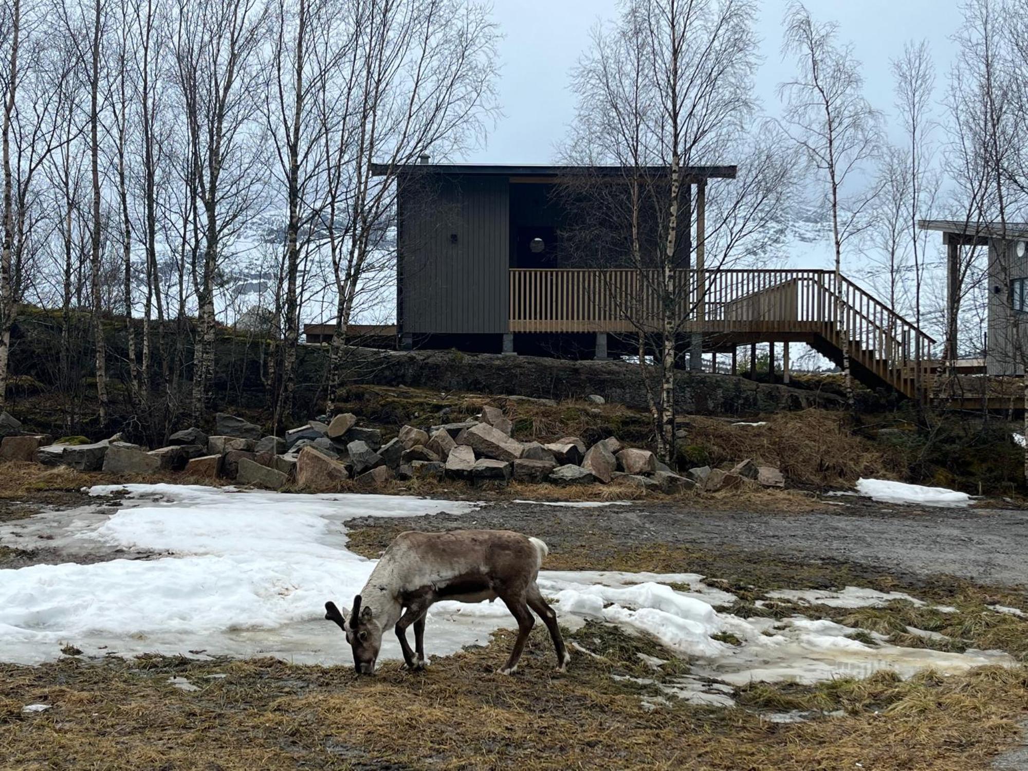 Efjord And Stetind Resort - Cabin Kulhorn Ballangen Esterno foto